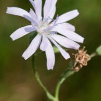 Blue-sow-thistle
